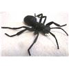 Image 5 : 5 Giant Sized Bugs - Grasshopper, Lady Bug, 2 Ants, Housefly w/ Lighted Eyes