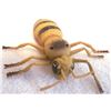 Image 6 : 5 Giant Sized Bugs - Grasshopper, Lady Bug, 2 Ants, Housefly w/ Lighted Eyes