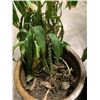 Image 2 : TWO HOUSE PLANTS