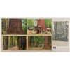Image 1 : California Redwood Postcards Approx. 80