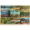 Image 1 : Farming - Cows - Horses 75 Postcards