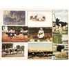 Image 2 : Animals - Birds - Ostrich Postcards Approx. 80