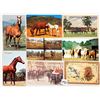 Image 2 : Animals - Horses Approx. 115 Postcards
