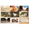 Image 2 : Animals - Birds Approx. 110 Postcards