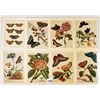 Image 1 : Insects - Bugs - Butterfly Postcards 150