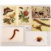 Image 2 : Insects - Bugs - Butterfly Postcards 150