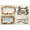 Image 2 : Group of 13 Ocean Life & Shellborder Postcards