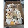 Image 1 : Shells