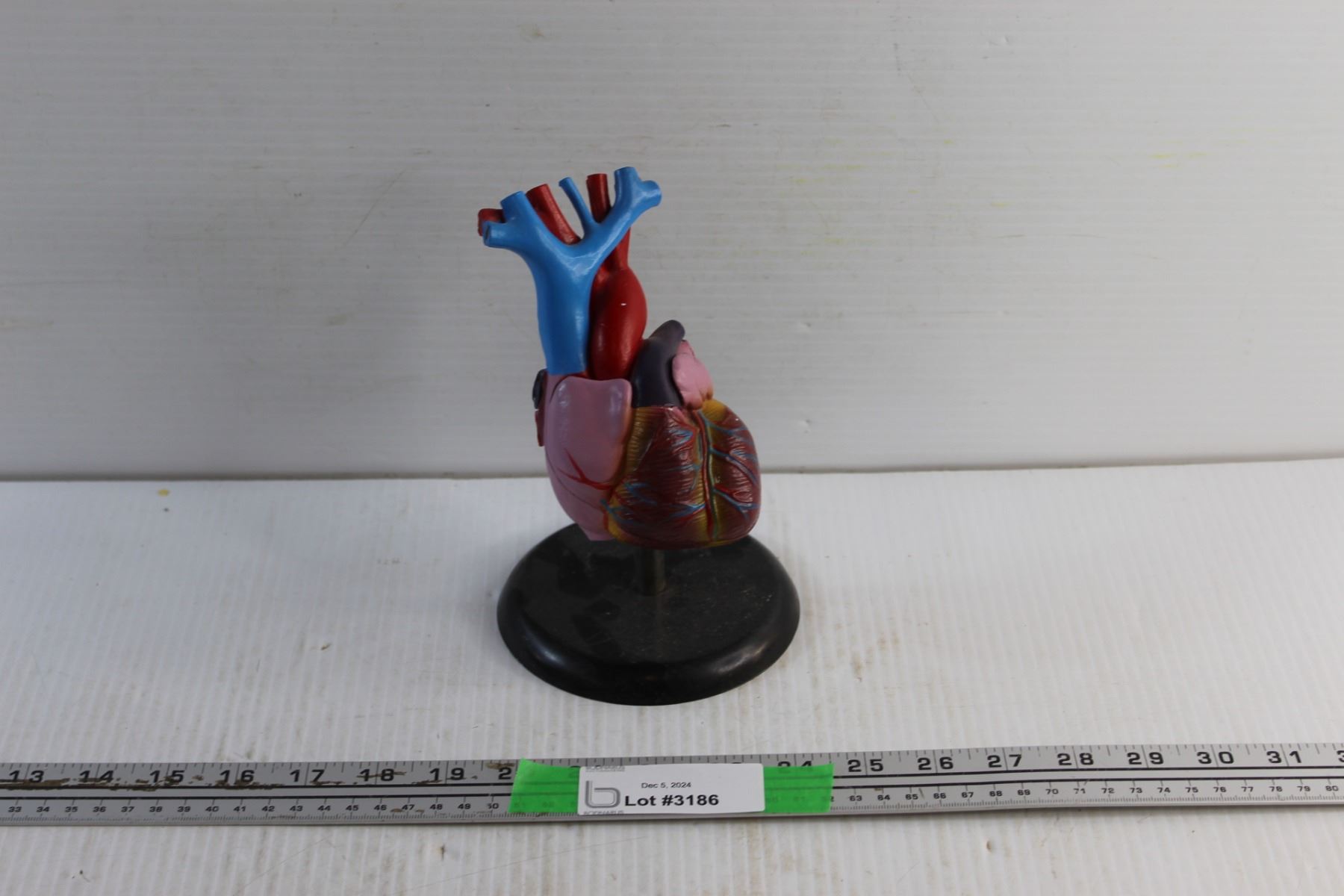 Human Heart Display Model - Bodnarus Auctioneering