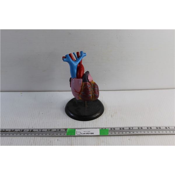 Human Heart Display Model