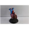 Image 2 : Human Heart Display Model