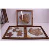 Image 3 : (3) Wood Framed Wall Art of Leaf Collections 14" x 14"