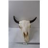 Image 1 : Domestic Bison Skull  w/Horns - 18" x 19"