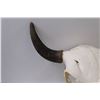 Image 2 : Domestic Bison Skull  w/Horns - 18" x 19"