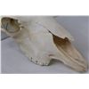Image 3 : Domestic Bison Skull  w/Horns - 18" x 19"