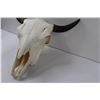 Image 4 : Domestic Bison Skull  w/Horns - 18" x 19"