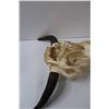 Image 5 : Domestic Bison Skull  w/Horns - 18" x 19"