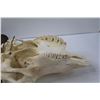 Image 6 : Domestic Bison Skull  w/Horns - 18" x 19"