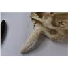 Image 7 : Domestic Bison Skull  w/Horns - 18" x 19"
