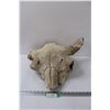 Image 1 : * Domestic Bison Skull - 14" x 18" - Some Wear