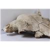 Image 2 : * Domestic Bison Skull - 14" x 18" - Some Wear