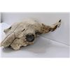 Image 3 : * Domestic Bison Skull - 14" x 18" - Some Wear