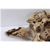 Image 5 : * Domestic Bison Skull - 14" x 18" - Some Wear