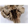 Image 6 : * Domestic Bison Skull - 14" x 18" - Some Wear
