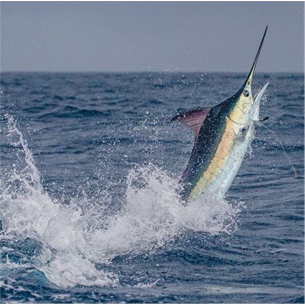 Mexico Big Game Fishing