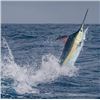 Image 1 : Mexico Big Game Fishing