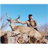 Image 2 : MEXICO COUES DEER