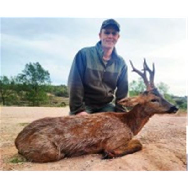 Spanish Roe Deer Hunting