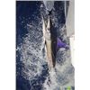 Image 3 : Top Anglers Big Game Saltwater Fishing