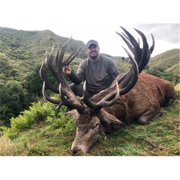 World Class Waitomo Caves, New Zealand Red Stag and Fallow Deer Hunt
