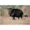 Image 2 : 2 Day/ 2 Night All-Inclusive 2 Javelina Hunt & Unlimited Hogs for 2 Hunters