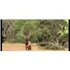 Image 2 : 2 Free Range Elk for 2 Hunters & Unlimited Non-Hunters