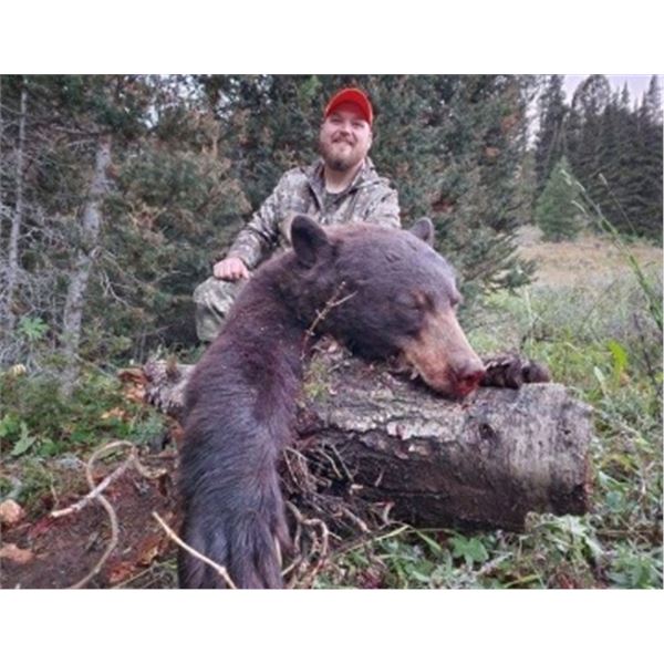 5 Day Spring Black Bear Hunt for 1 Hunter