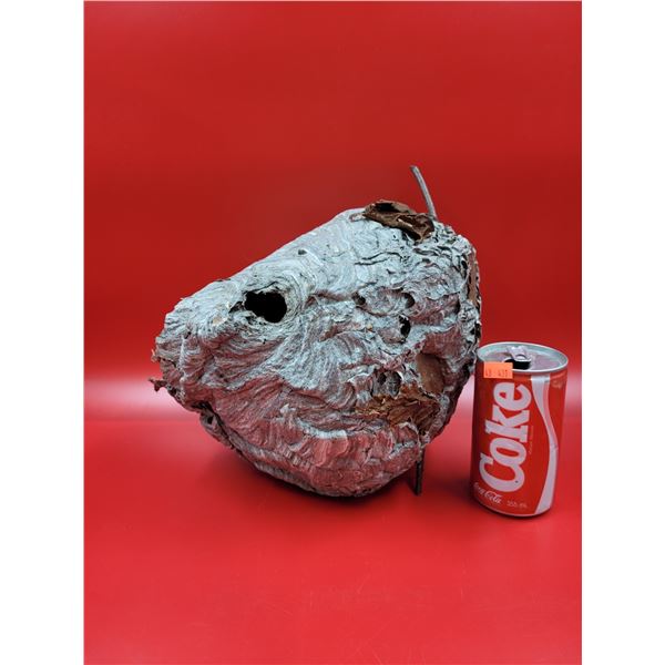 Wasp/Hornet Nest