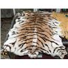 Image 1 : TIGER PELT AS IS?