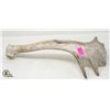 Image 1 : ANTLER