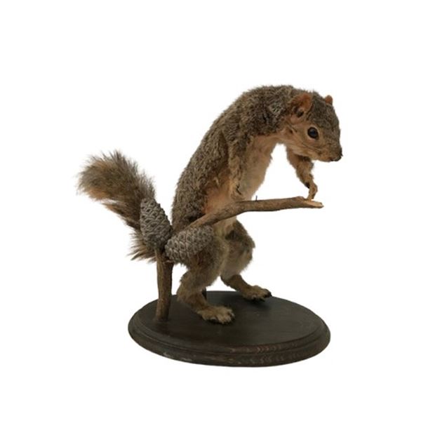 Taxidermy Squirrel Puppet Movie Props