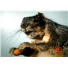 Image 6 : Taxidermy Squirrel Puppet Movie Props