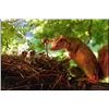 Image 7 : Taxidermy Squirrel Puppet Movie Props