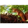 Image 8 : Taxidermy Squirrel Puppet Movie Props