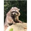 Image 10 : Dr. Doolittle Animatronic Life Size Racoon TV/Movie Props