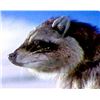 Image 12 : Dr. Doolittle Animatronic Life Size Racoon TV/Movie Props