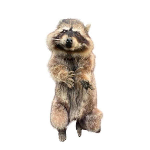 Dr. Doolittle Animatronic Life Size Racoon TV/Movie Props