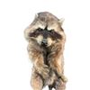 Image 3 : Dr. Doolittle Animatronic Life Size Racoon TV/Movie Props