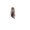 Image 5 : Dr. Doolittle Animatronic Life Size Racoon TV/Movie Props