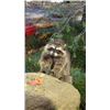 Image 8 : Dr. Doolittle Animatronic Life Size Racoon TV/Movie Props